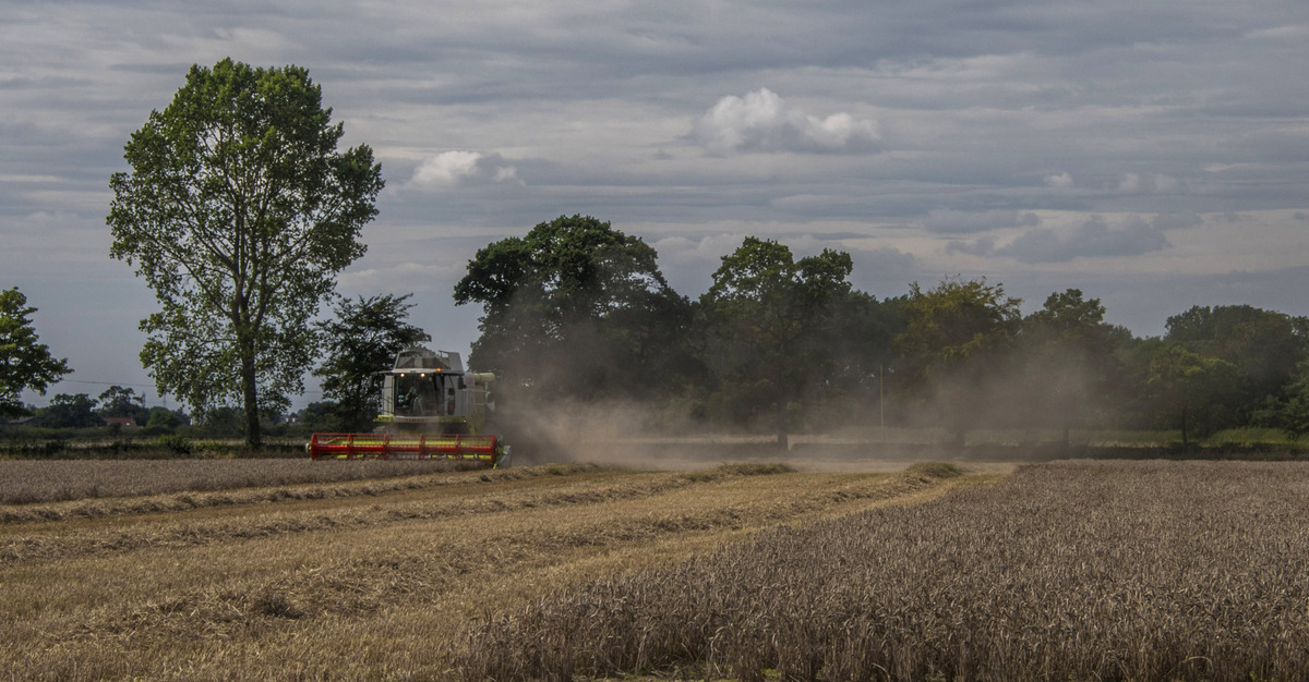 Wheat harvest